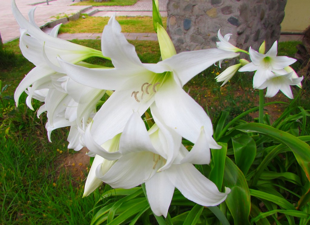 Azucena blanca | Es un bulbo de tamaño grande sus flores bla… | Flickr