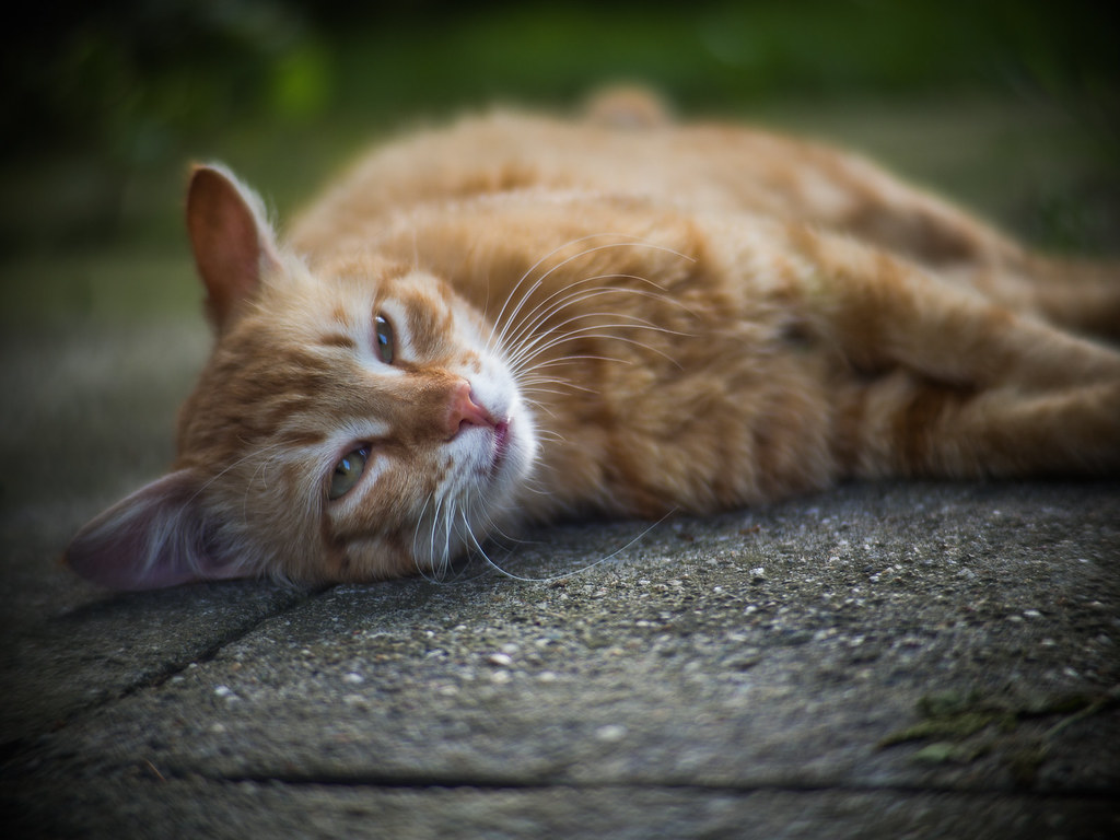 Close-up of a ginger cat lying on concrete ground