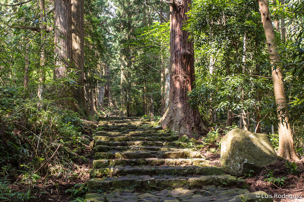 Caminos entre naturaleza espectacular en Kumano Kodo
