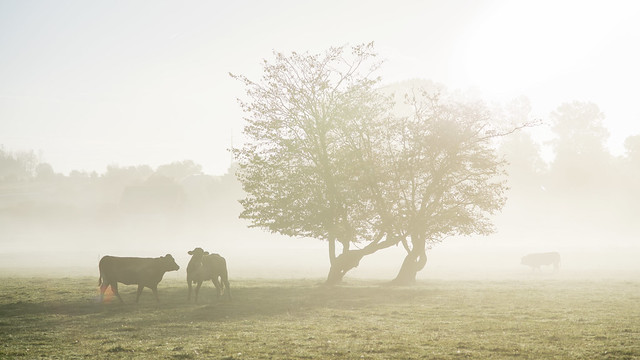 Koeien in de mist .