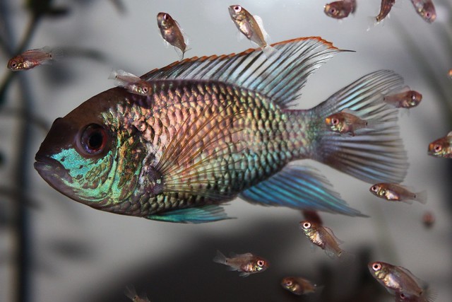 Electric Blue Acara with