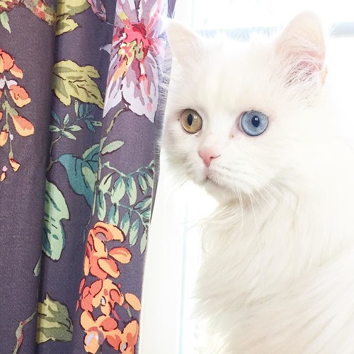 My "office assistant" is hanging out behind my monitor on hummingbird patrol today. #cat #instacat #petfluential #cats #catsofinstagram #persian #oddeyes #whitecat | by momfluential