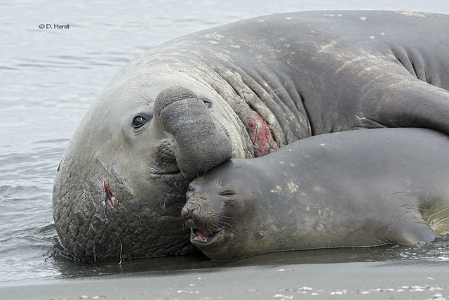 Elephant Seal pair