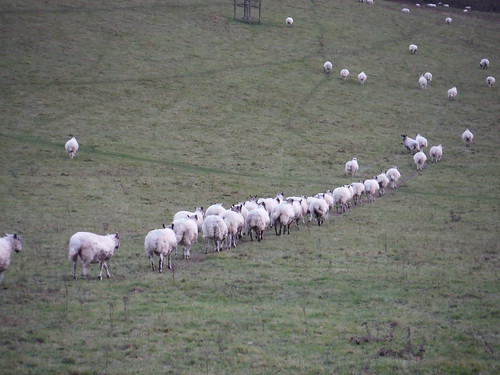 The Sheep have had enough. Chalkdell Wood SWC Walk 140a Wendover to Great Missenden