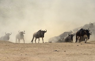 Wildebeast Migration | by augustinecollective