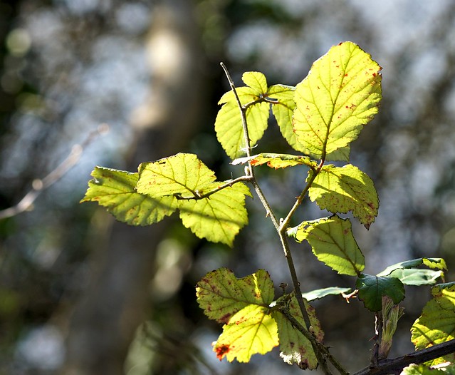 Backlight leaf