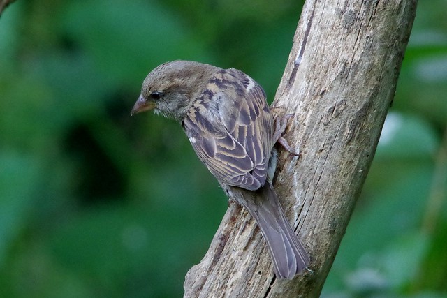 IMGP1674 House Sparrow, Rutland Water, June 2014