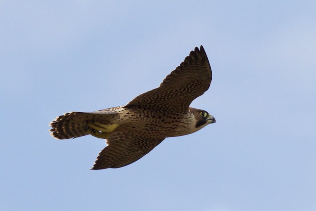 Young falcon