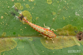 Leafhopper nymph (Hylicinae) - DSC_3193