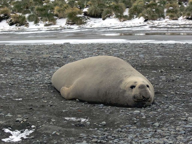 World's Largest Seal