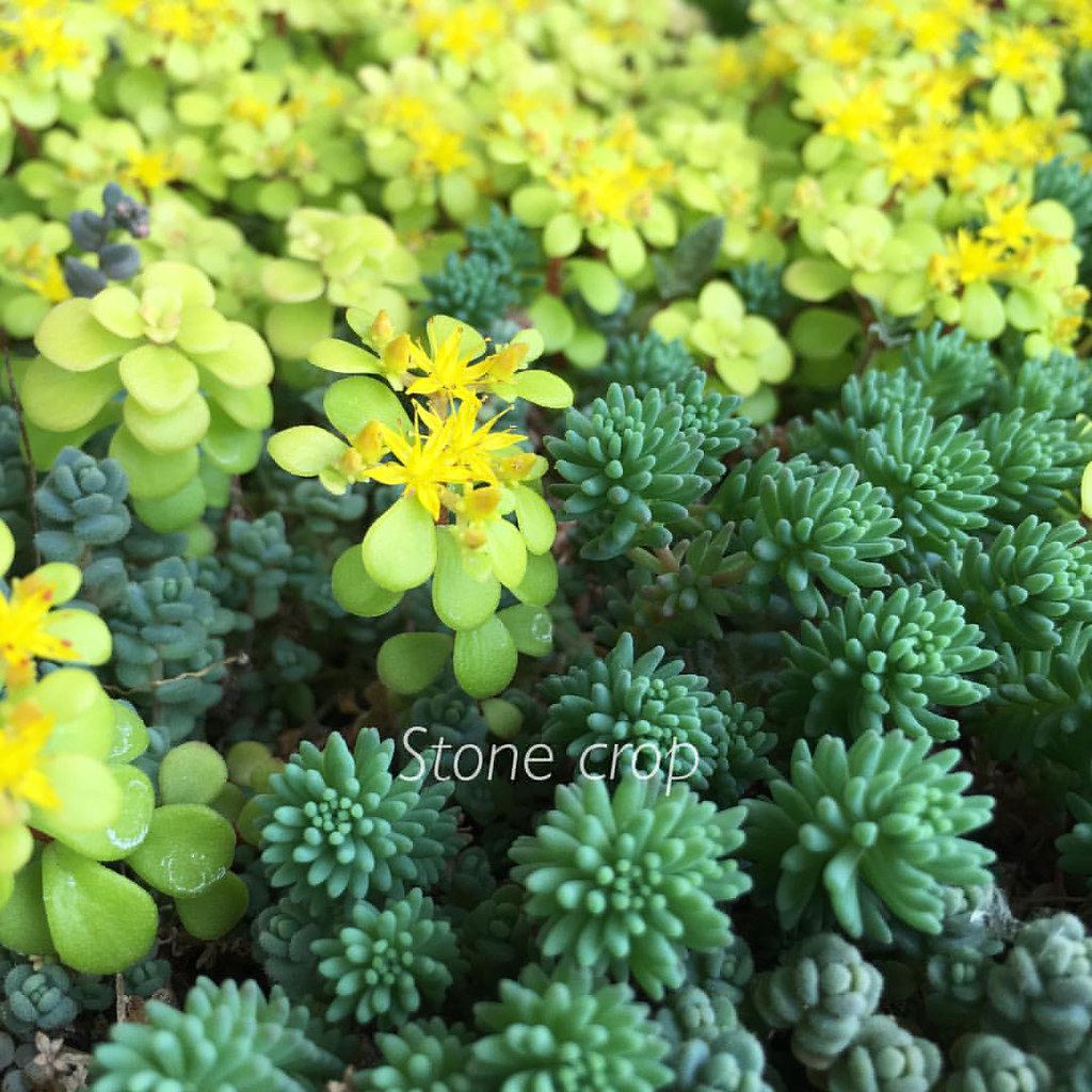 いまの時期は原産地が日本のセダム 黄金丸葉万年草の黄色い小さな花が満開 種類によって咲く時期が少しずつズレてるから春 Flickr