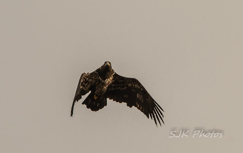 Juvenile Bald Eagle | by 21orion