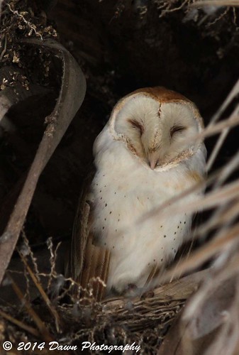 Barn Owl (male) 0796 | by donaldwoodmancy