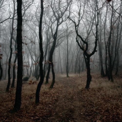 bois d'hiver by irisnoire, paysages