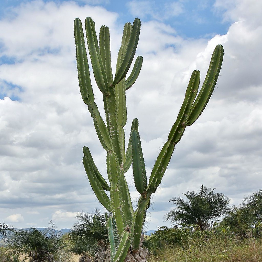Cereus jamacaru - a photo on Flickriver