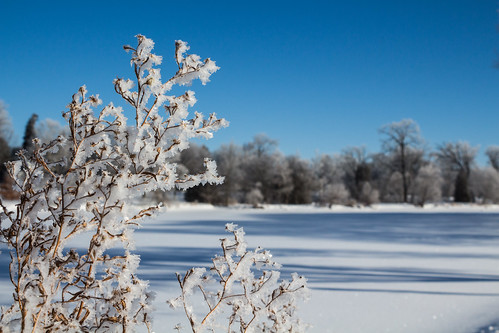 winter snow weeds frost hoar 2015 danhamill