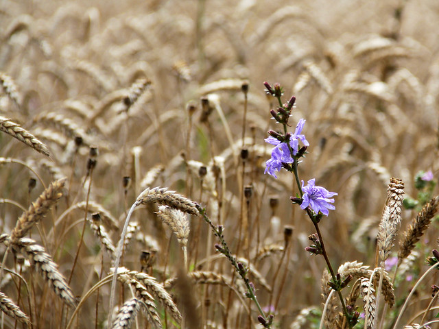 Wheat and Purple I