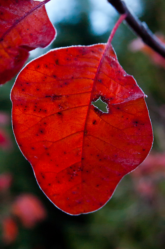 Cotinus leaf, lightly frosted