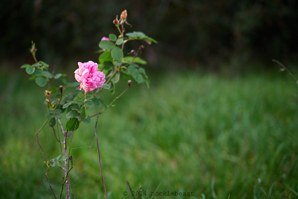 arana rose | A long time ago roses were planted near arana g… | Flickr