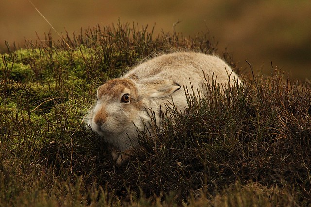 Mountain Hare On A Windy Moor