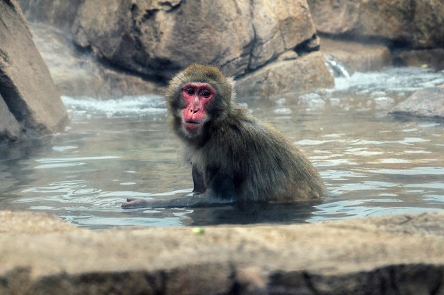 Ono the Snow Monkey (Japanese Macaque)