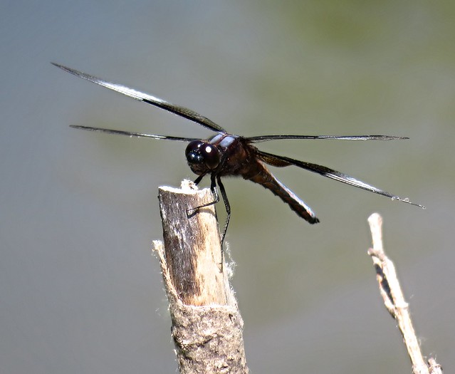 Dragonfly along the I&M Canal