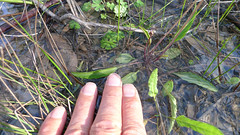 Viola betonicifolia leaf