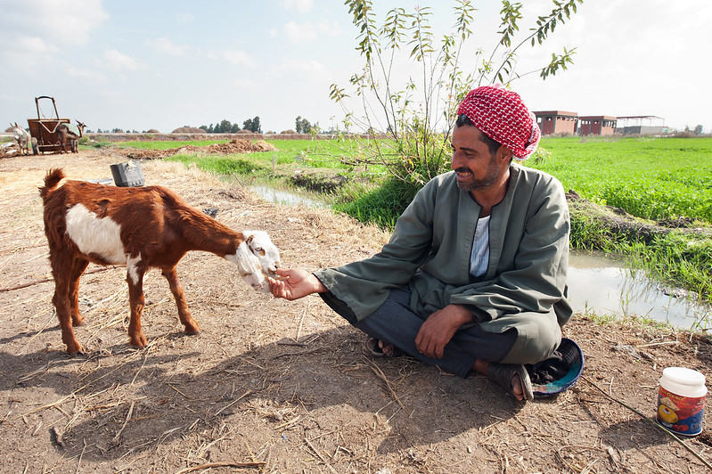 Man feeding a goat