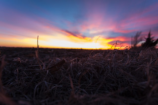 Corn field view of sunset