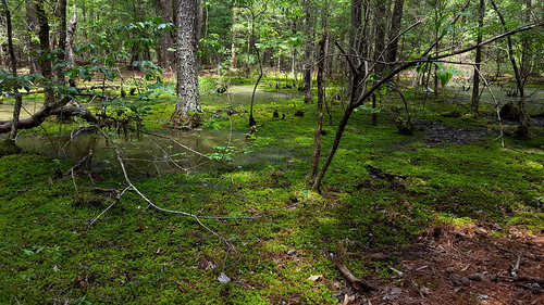ecology forest moss bog carex flatwoods sphagnum