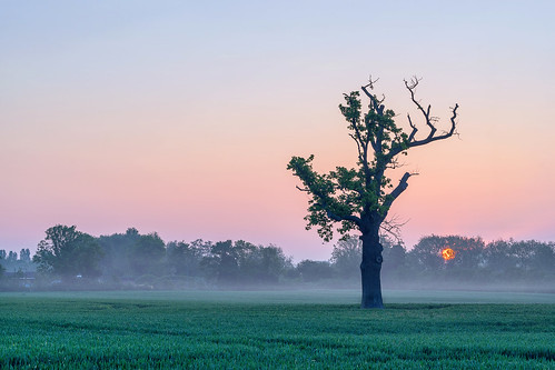 light mist tree misty zeiss sunrise landscape dawn sony arrow warwickshire lonetree 70200mmf4 a7ii jactoll