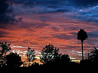 Lone Palm Sunset