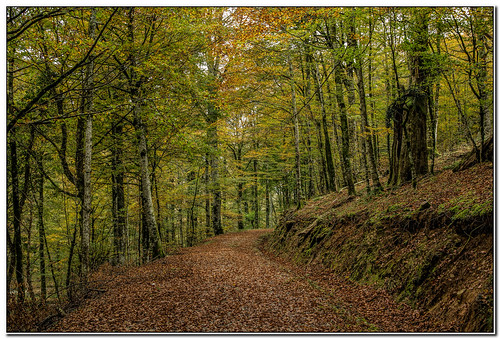 2014 quintoreal otoño navarra bosques