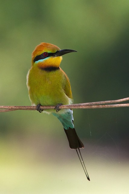 Rainbow Bee eater at East Point Nature Reserve