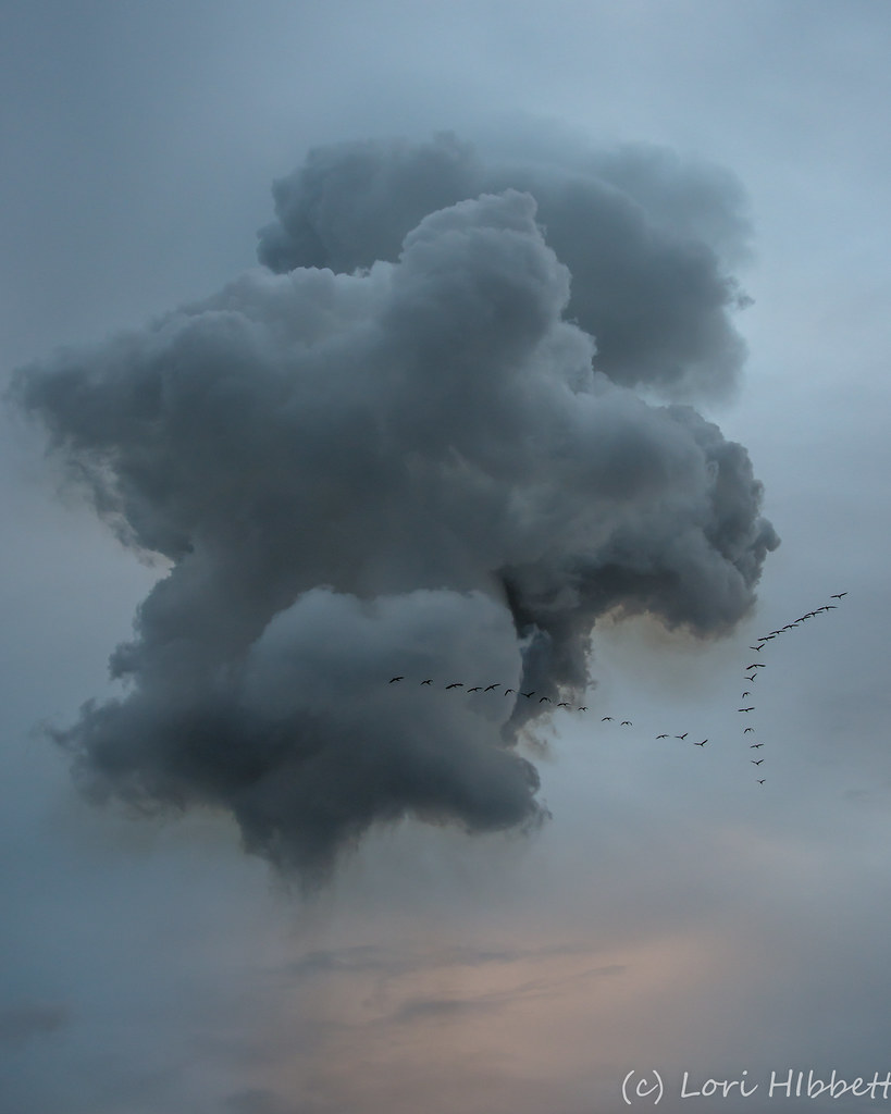 The birds flew away from the take off of the Orion Capsule