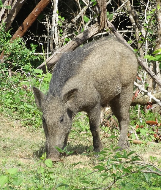 Young Wild Boar; Yala National Park, Sri Lanka.