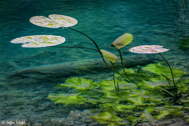 Water Lily / Seerose
