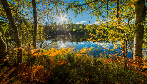 autumn autumncolors colors sun sunlight forest lake water view nature outdoors trees lensflare sunrays quiet tranquility nikon