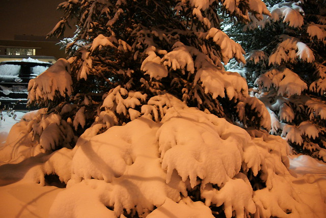 Snow on Pine Tree