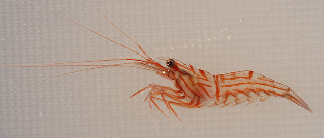 Peppermint shrimp are named for their red stripes