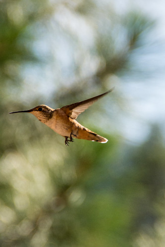 montana hummingbird darbymt altaranch