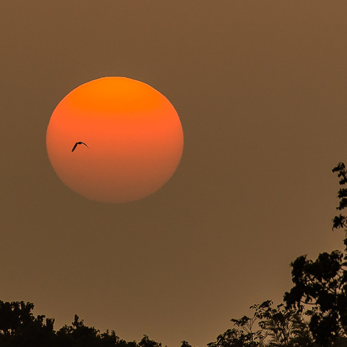 trees sunset sun bird