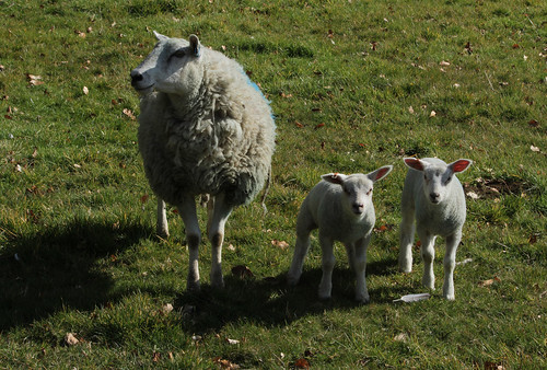 uk england canon countryside sheep farming lincolnshire lambs autofocus blyborough