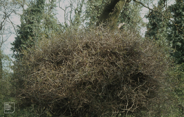 Twiggy boll on oak, Dinas Powys Iron Age Fort, May 1981
