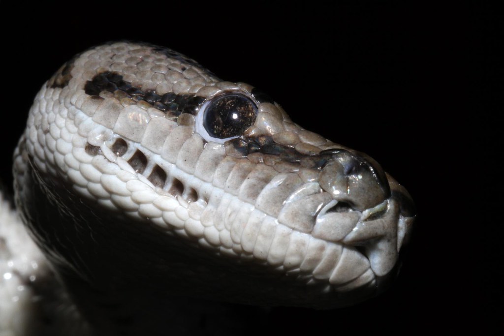 Murrtay Darling Python Murray Darling Carpet Python (Morelia spilota metcalfei) | Flickr