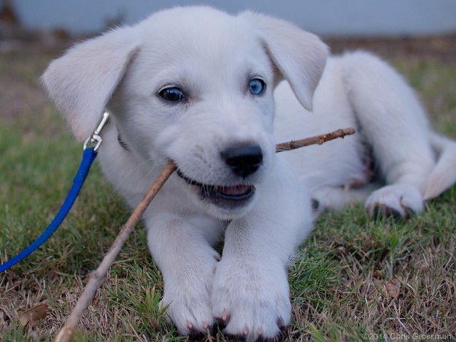 Blue : 8 Week Old White Goberian Puppy w/ heterochromia iridum - Olympus E-410 - Leica D. Summilux 25mm f/1.4 Asph.