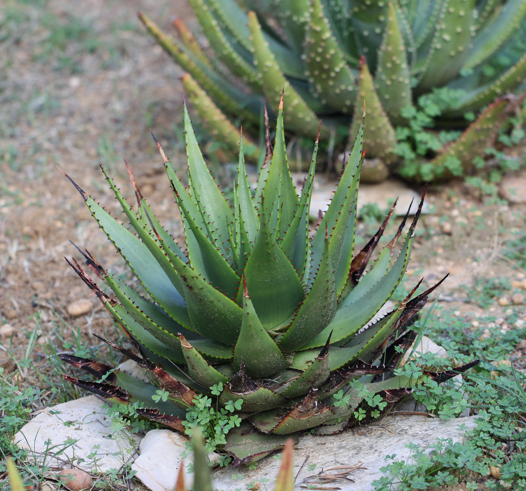 Aloe broomii  Succulent Plant