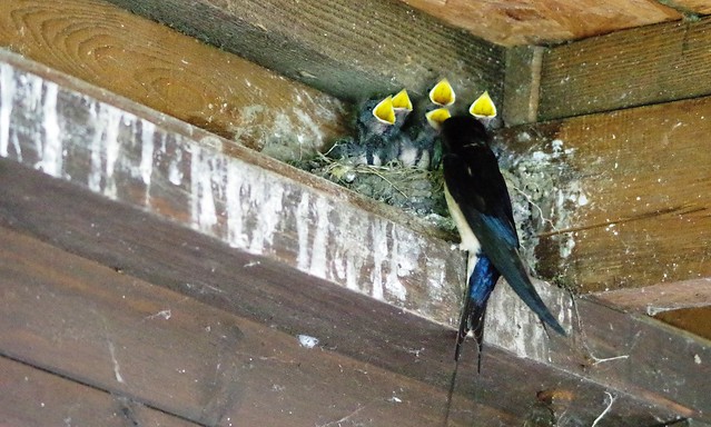 IMGP1242  Swallows, Wicken Fen, June 2013