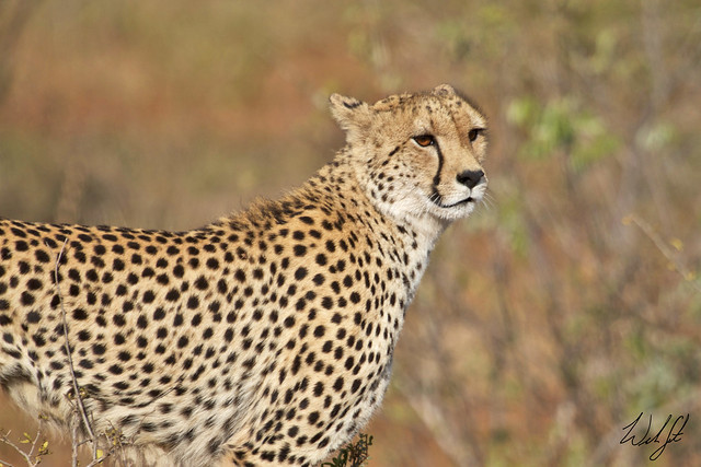 Cheetah- Kruger National Park, South Africa