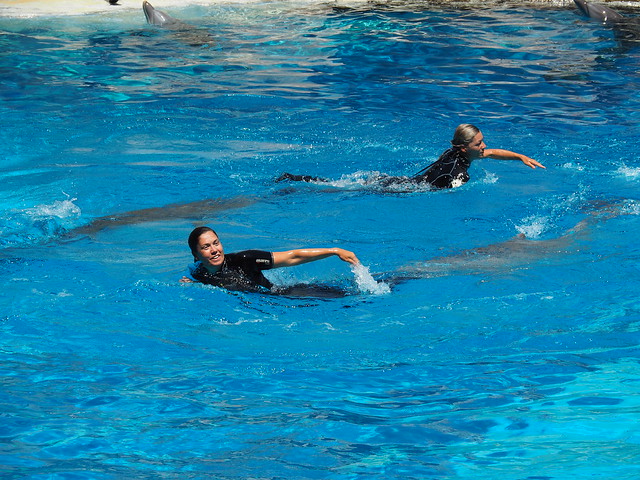 nuotare con i delfini